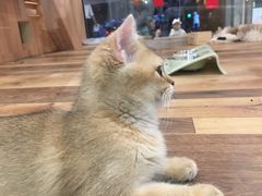 -袖虎·猫馆(体育西路店)