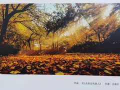 -上海共青森林公园