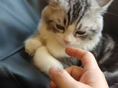 -飞行喵MR PILOT|猫舍·猫咖(静安大融城店)
