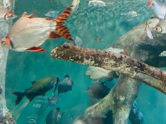 -上海海洋水族馆