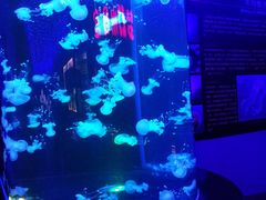 -梦幻海洋王国(吾悦广场张家港店)