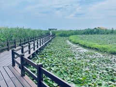 -宁波杭州湾国家湿地公园