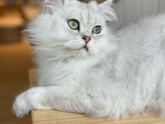 -猫腻·猫咖·撸猫馆(星光大道店)