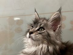 -欣宠猫屋·矮脚拿破仑·蓝金金渐层