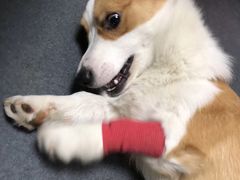 -爱侣宠医·鹦鹉专科·小型哺乳类·异宠专科(灵石路店)