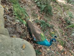 -紫马岭公园