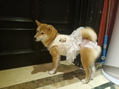 -猫色咖啡·猫咖