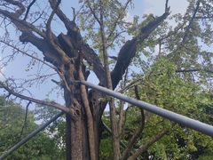 -上海佘山国家森林公园天马山园