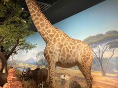 -陕西自然博物馆