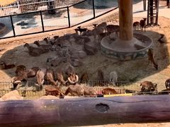 -石家庄市动物园