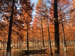-泗洪洪泽湖湿地景区