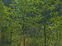 -叠溪松坪沟景区