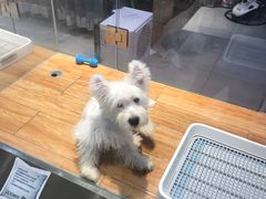 -狗道宠物(常熟印象城店)