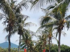 -亚龙湾国际玫瑰谷