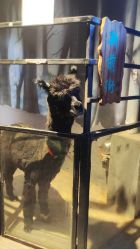 -酷嗒动物文化乐园(cutezoo西溪乐天城店)