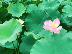 -三圣花乡旅游区