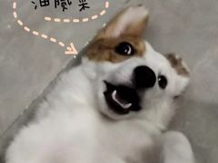 -谐和益家动物医院·免疫绝育·血液透析·宠保定点医院(高新伊藤分院)