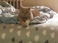 -北京赛佳动物医院