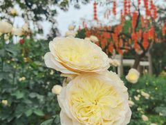 -人民公园(罗湖区)