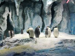 -帝企鹅自助餐厅•儿童岛•真企鹅(长隆企鹅酒店)