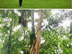 -中国科学院西双版纳热带植物园
