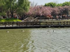 -西安浐灞国家湿地公园
