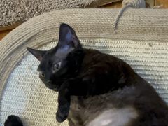 -北京观赏动物医院·24小时大型综合·猫专科·异宠专科