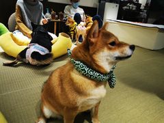 -逗柴咖啡屋·狗咖猫咖宠物桌游