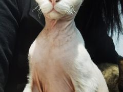-琪喵猫屋·撸猫猫咖·猫舍