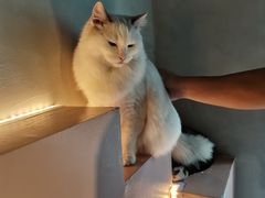 -猫儿山۰猫主题餐厅