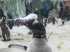 -杭州长乔极地海洋公园