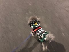 -A猫a狗全科·犬猫异宠·芥西宠物医院(南开总院)
