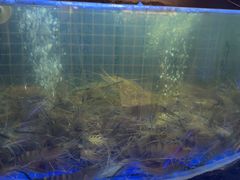 -福禧荟·海鲜自助