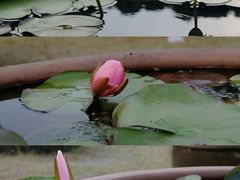 -杭州植物园