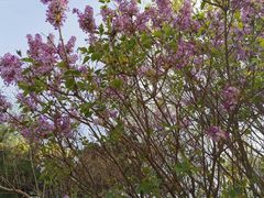 -济南国际园博园