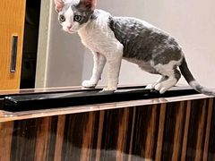 -山宅一喵德文卷毛猫舍