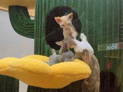 -帕帕拉兹宠物(亚洲旗舰店)