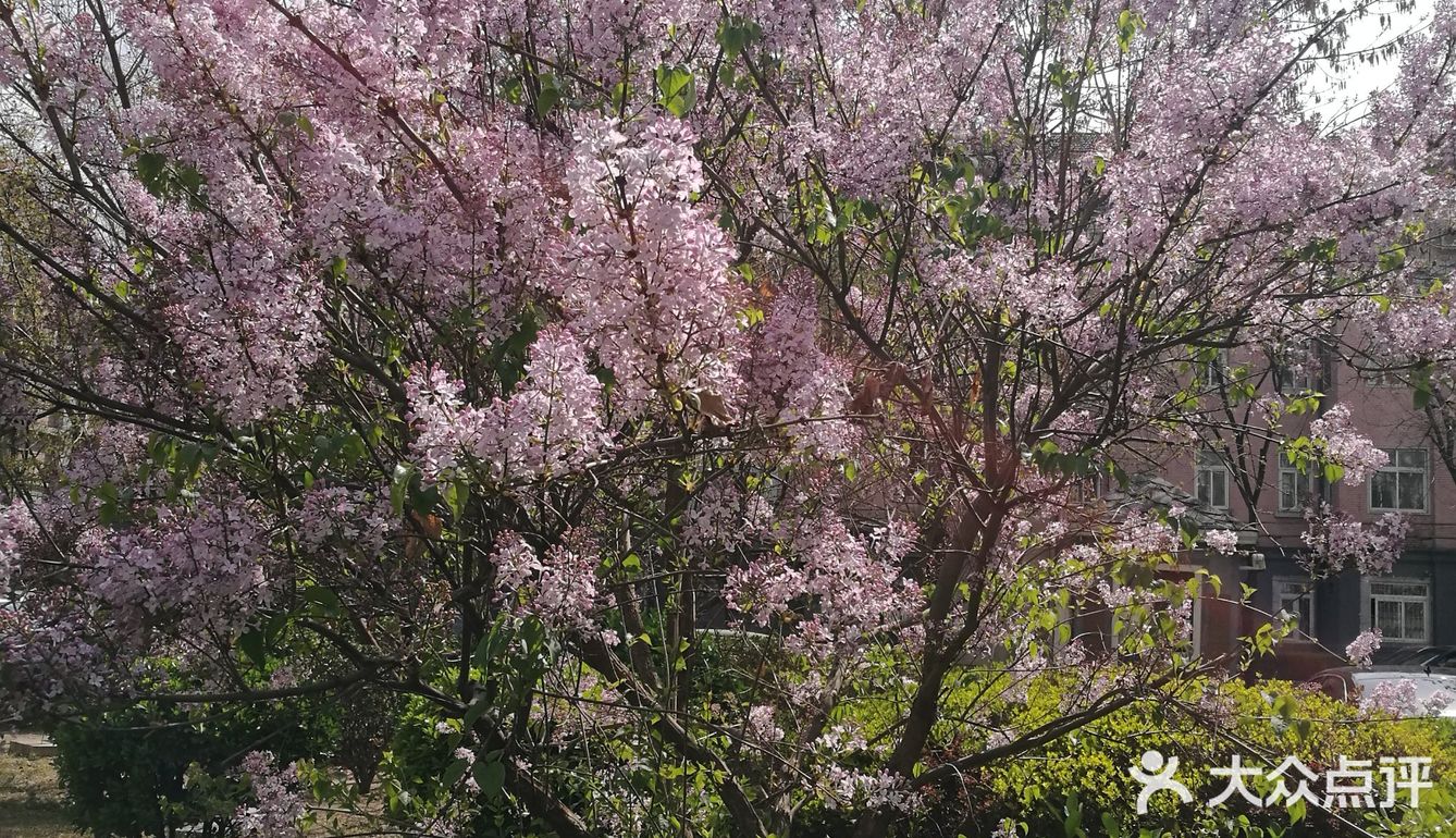 丁香花开
