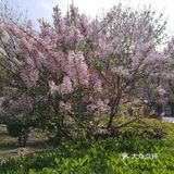 丁香花开