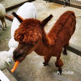北京小朋友的游玩乐园👉蓝可可亲子乐园 