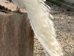 白孔雀-南京金牛湖风景区