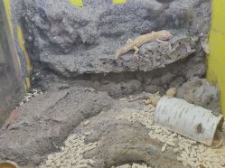 -神奇动物撸宠馆·羊驼·小浣熊·异宠(豫园店)