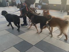 -大馆(前中区警署建築群)