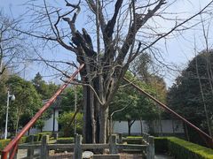 -上海佘山国家森林公园天马山园