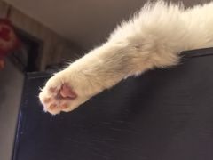 -四厂烩面(棉纺路店)