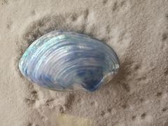 -青岛贝壳博物馆