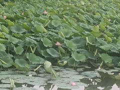 -长春市南湖公园