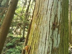 -东天目山风景区