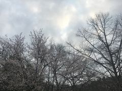 -九曜山