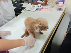 -宠爱国际动物医院· 猫科· 外科·中兽医(长白店)